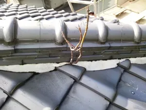 屋根に木が生えた家の雨漏り改修工事
